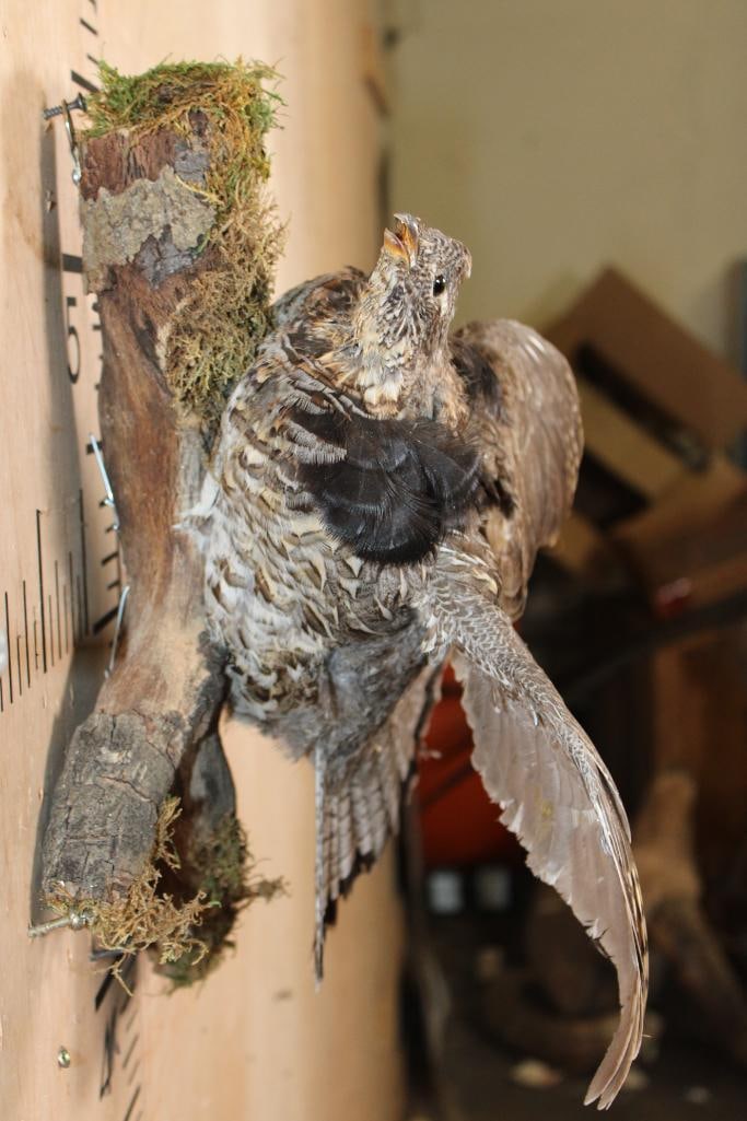 Flying RUFFED GROUSE on a Branch Wall Hanging Base - 6