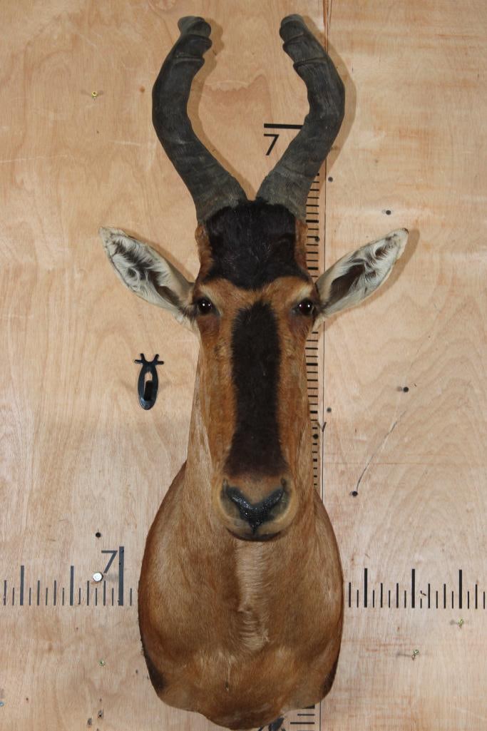 RED HARTEBEEST Shoulder Mount