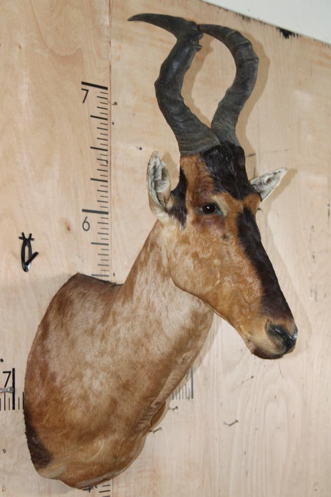 RED HARTEBEEST Shoulder Mount - 2