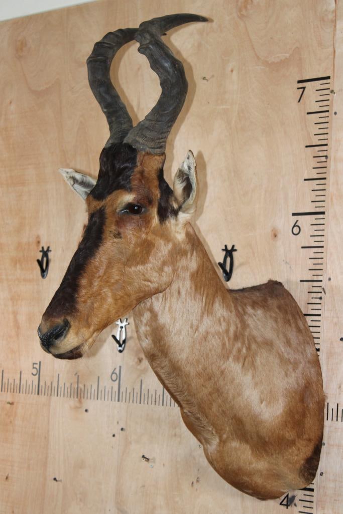 RED HARTEBEEST Shoulder Mount - 3