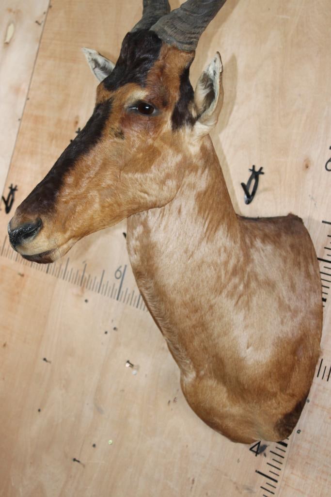 RED HARTEBEEST Shoulder Mount - 4