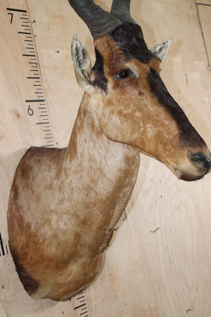 RED HARTEBEEST Shoulder Mount - 5