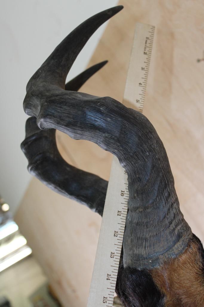 RED HARTEBEEST Shoulder Mount - 6