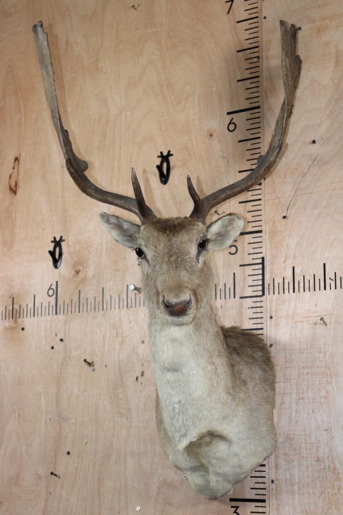 15-Points FALLOW DEER Shoulder Mount: 15-Points FALLOW DEER Shoulder Mount with a 24" Spread. It is a little dusty but in Good Condition. TAXIDERMY 