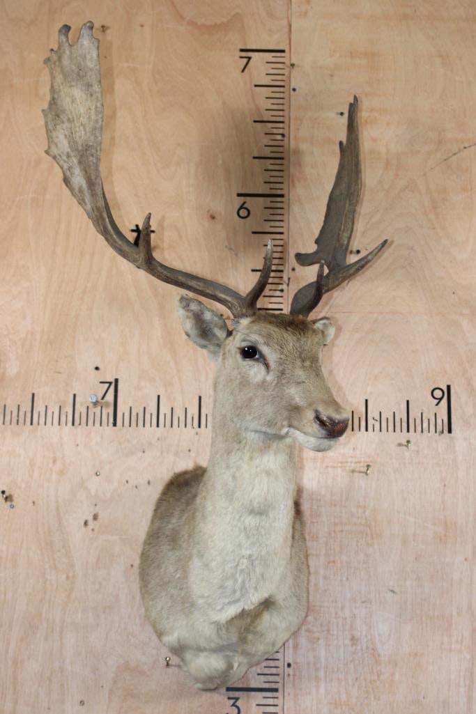 15-Points FALLOW DEER Shoulder Mount - 2