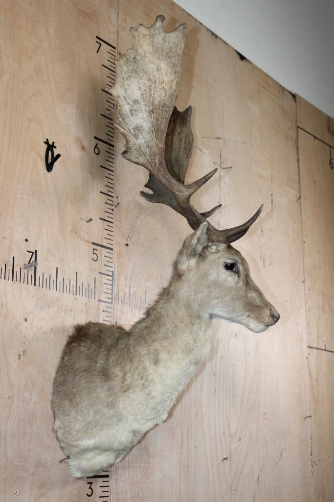 15-Points FALLOW DEER Shoulder Mount - 3