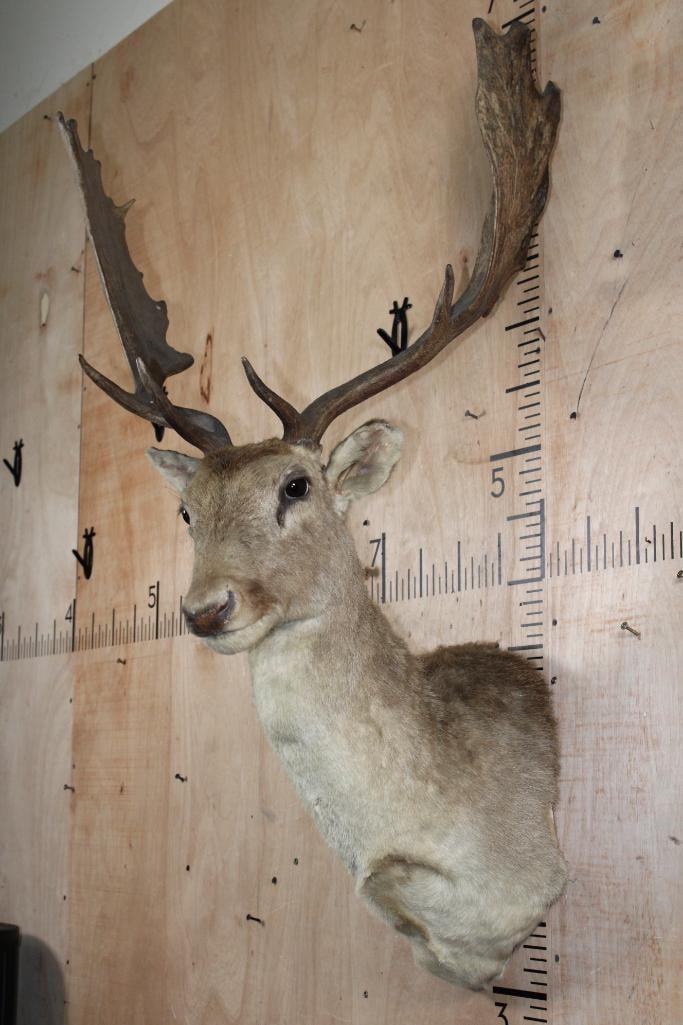 15-Points FALLOW DEER Shoulder Mount - 4