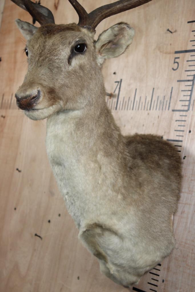 15-Points FALLOW DEER Shoulder Mount - 5