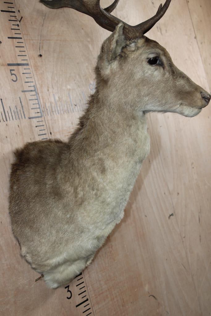15-Points FALLOW DEER Shoulder Mount - 7