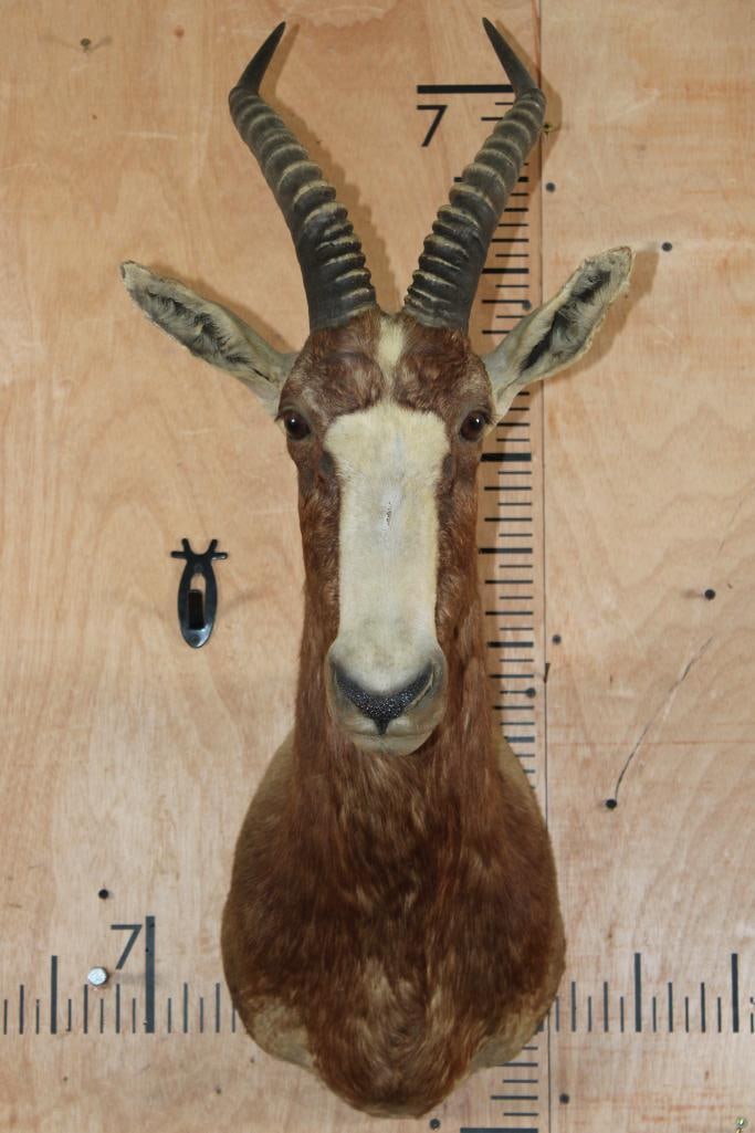 BLESBOK Shoulder Mount: BLESBOK Shoulder Mount. This is an older mount with minor glue repairs to both ears, otherwise it is in Good Condition. TAXIDERMY 