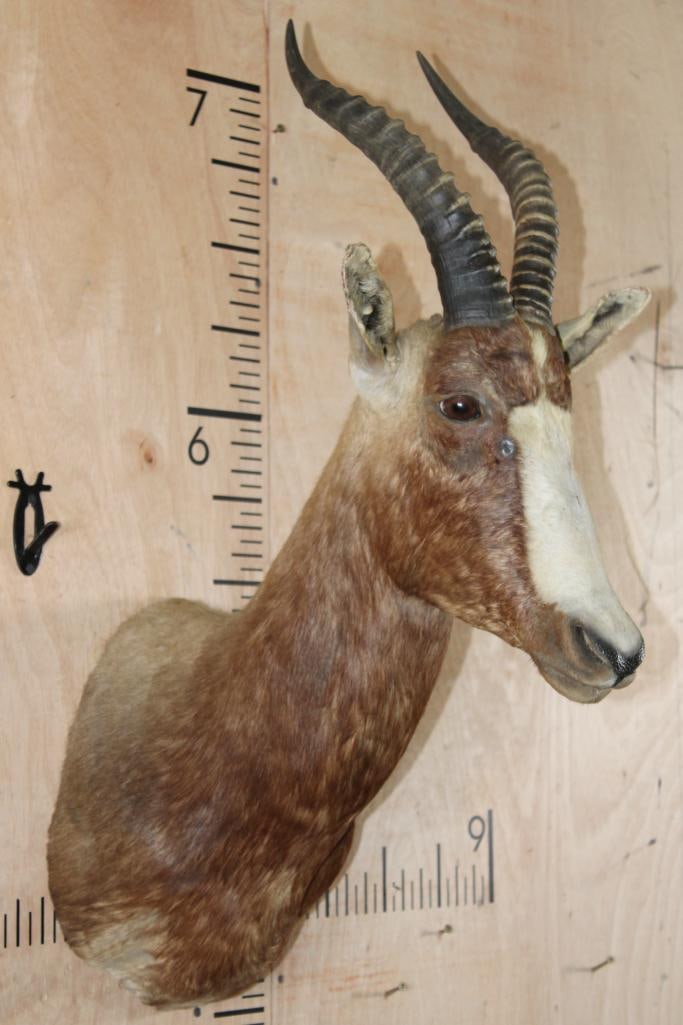 BLESBOK Shoulder Mount - 2