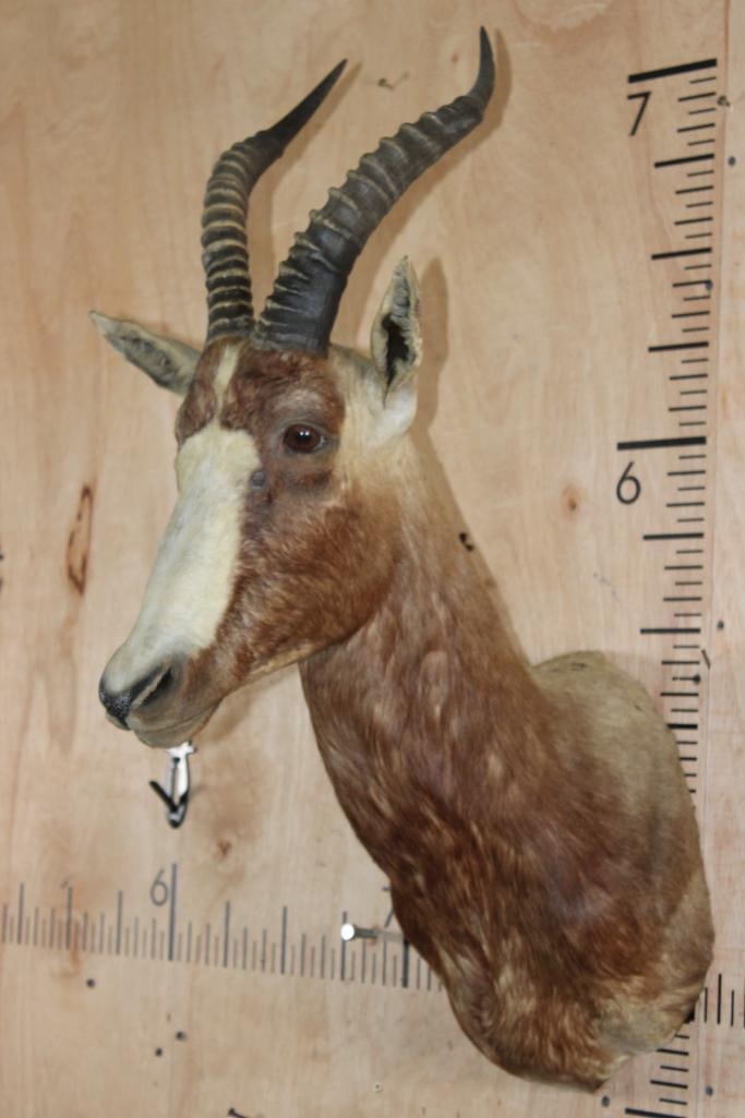 BLESBOK Shoulder Mount - 3