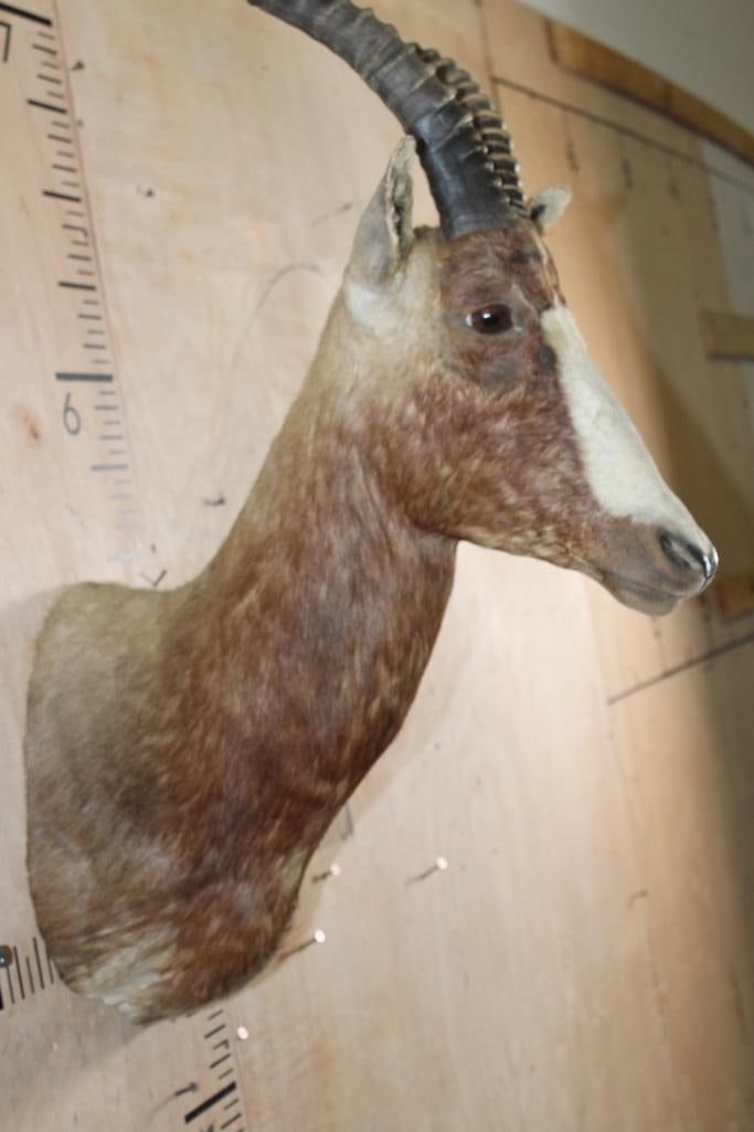 BLESBOK Shoulder Mount - 5