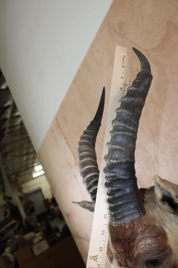 BLESBOK Shoulder Mount - 6