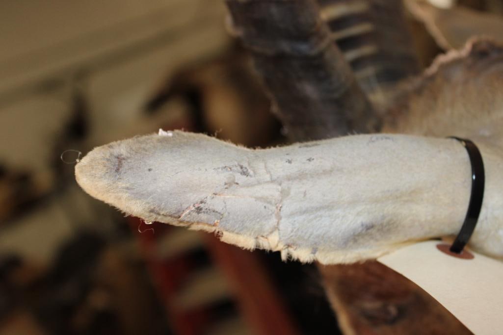 BLESBOK Shoulder Mount - 7