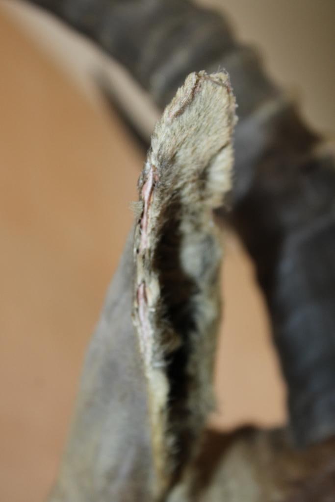 BLESBOK Shoulder Mount - 8