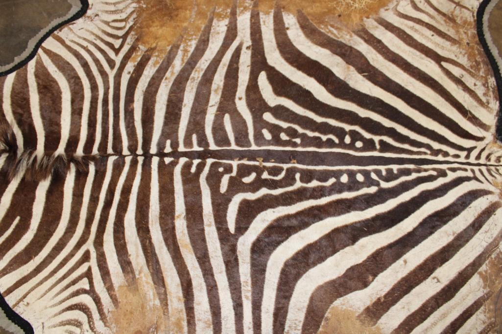 Double Felted ZEBRA HIDE or ZEBRA RUG - 12