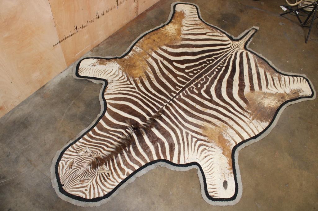 Double Felted ZEBRA HIDE or ZEBRA RUG: Double Felted ZEBRA HIDE or ZEBRA RUG. It measures 10' Long x 7' Wide. It has wear and tear and some hot glue repairs. TAXIDERMY RUGS 