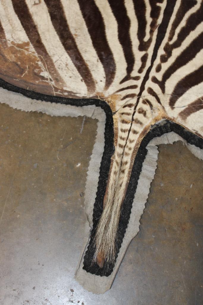 Double Felted ZEBRA HIDE or ZEBRA RUG - 7