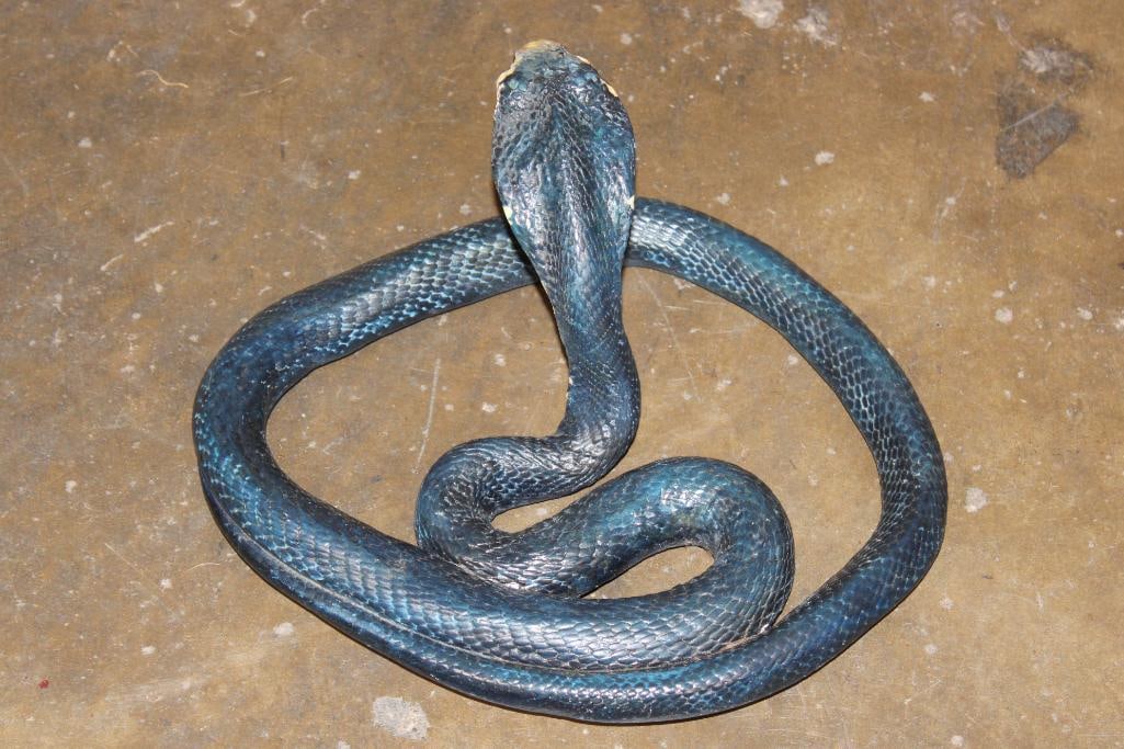 Reproduction FOREST COBRA Snake Sculpture - 5