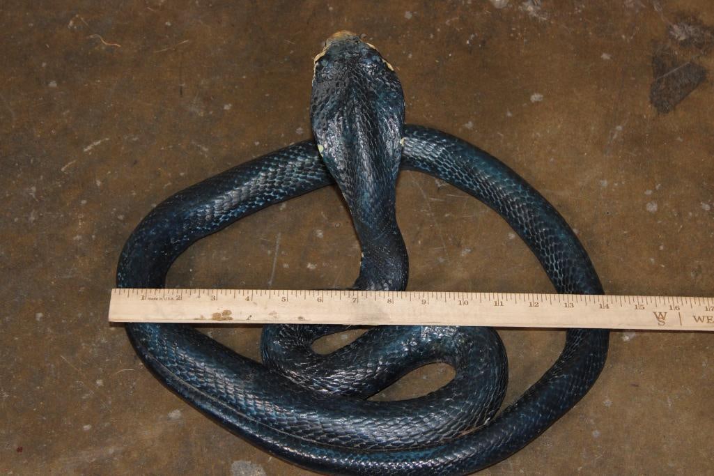 Reproduction FOREST COBRA Snake Sculpture - 6