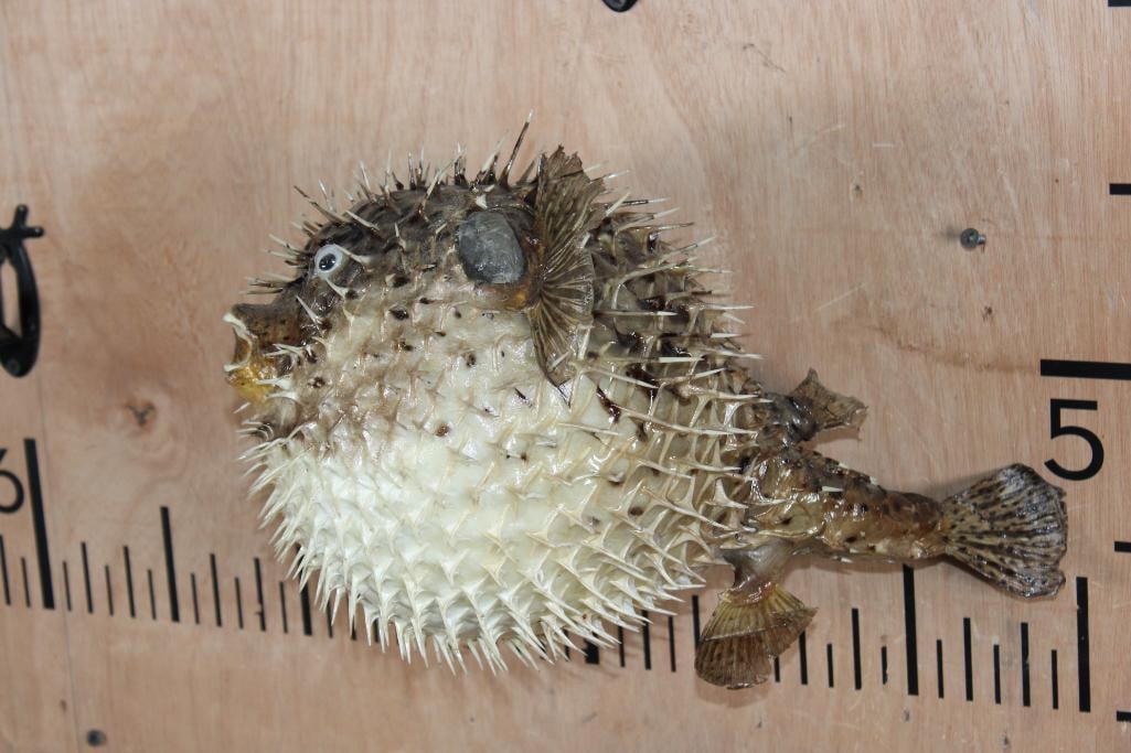 Big *Real Skin* PORCUPINE FISH or BALLOON FISH: Big *Real Skin* PORCUPINE FISH or BALLOON FISH. It measures 14" Long x 10" Wide x 9" Tall. It has a fishing line attached to a hanging loop for display. TAXIDERMY FISH 