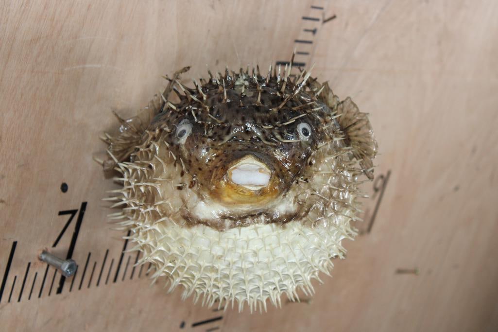 Big *Real Skin* PORCUPINE FISH or BALLOON FISH - 2