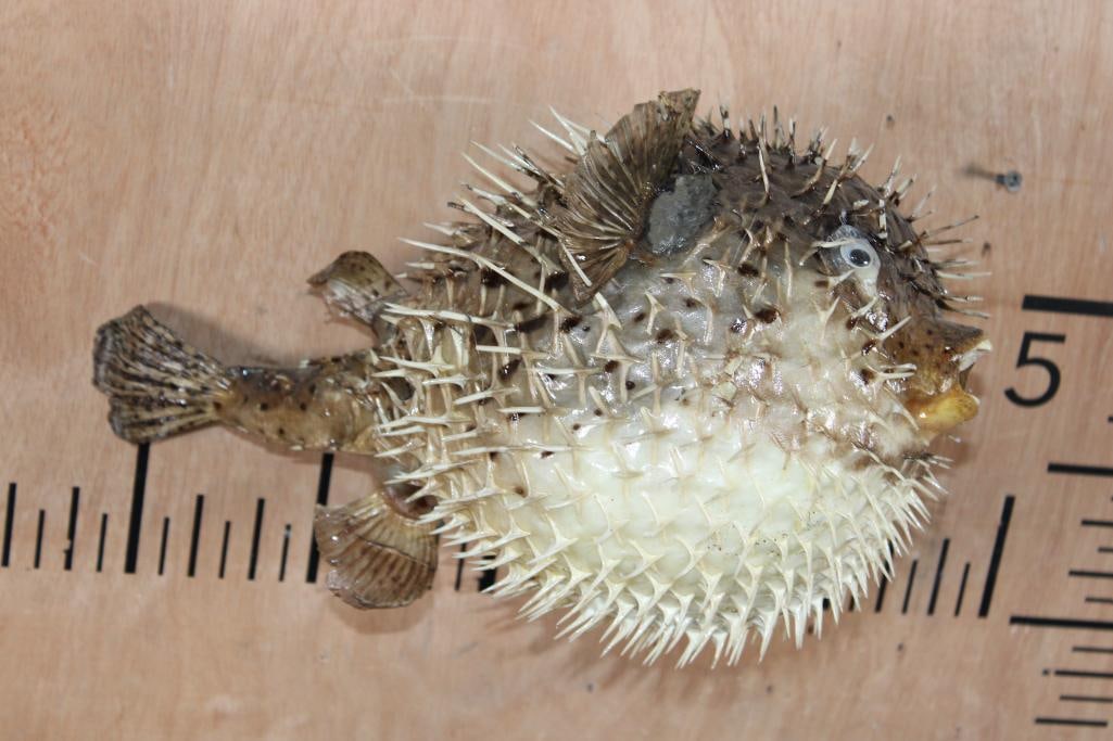 Big *Real Skin* PORCUPINE FISH or BALLOON FISH - 4