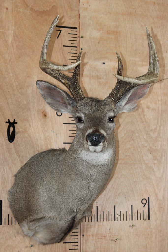 Big 8-Point COUES DEER Shoulder Mount: Big 8-Point COUES DEER Shoulder Mount. It has a 15.5" Spread and is in Good Condition. The Coues deer is a small, elusive subspecies of white-tailed deer found in the mountains of Arizona, New Mexico,