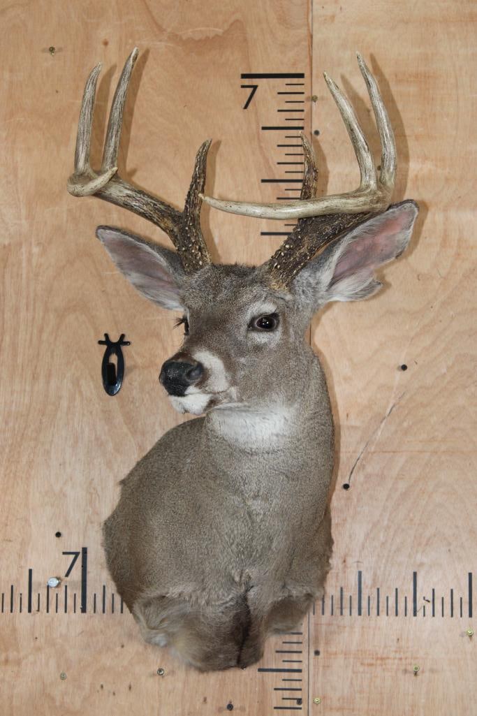 Big 8-Point COUES DEER Shoulder Mount - 2