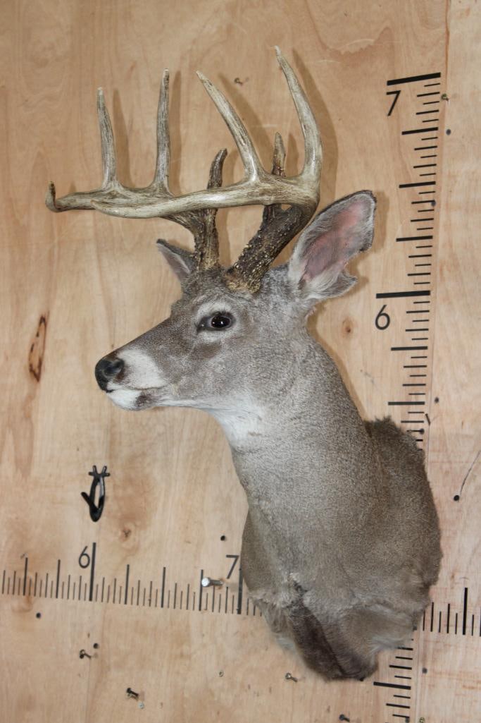 Big 8-Point COUES DEER Shoulder Mount - 3