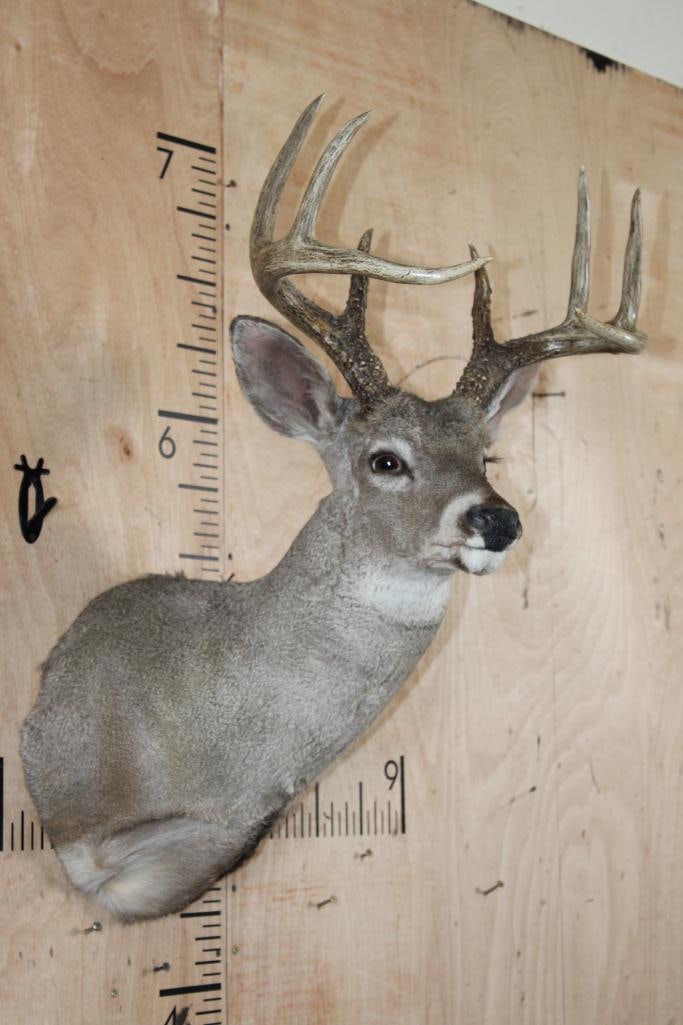 Big 8-Point COUES DEER Shoulder Mount - 4