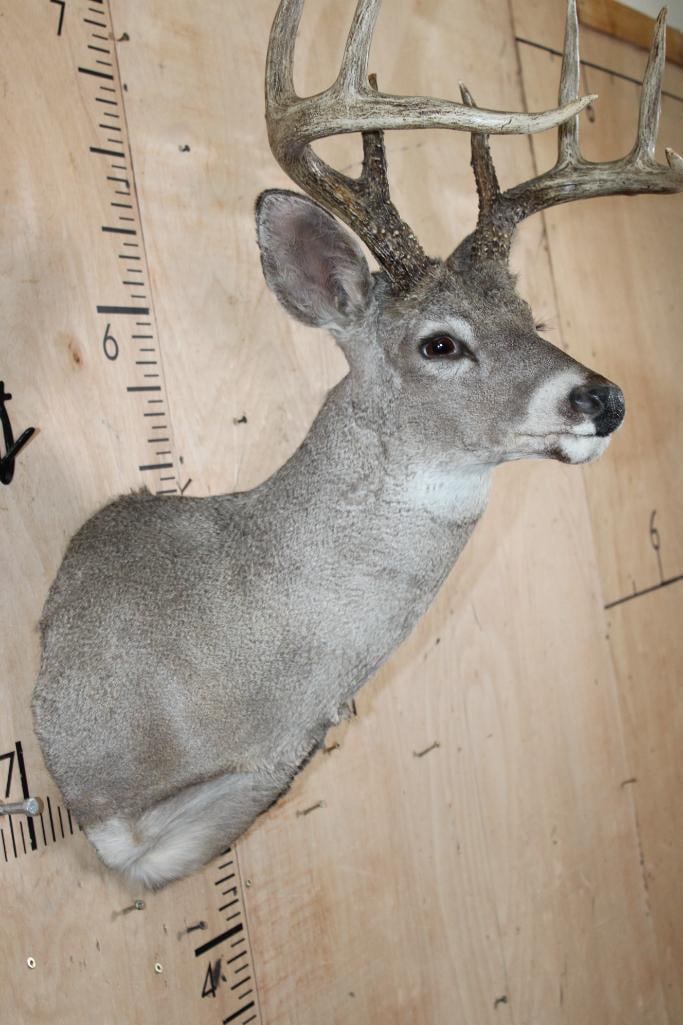Big 8-Point COUES DEER Shoulder Mount - 5