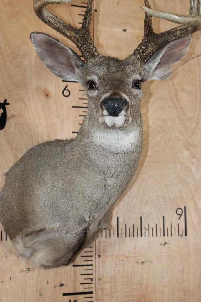 Big 8-Point COUES DEER Shoulder Mount - 6