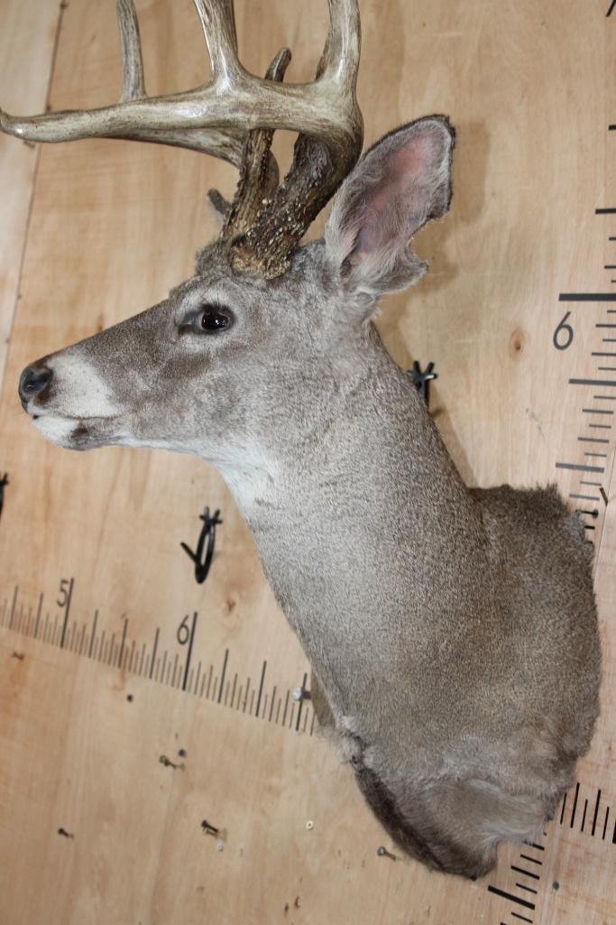 Big 8-Point COUES DEER Shoulder Mount - 7