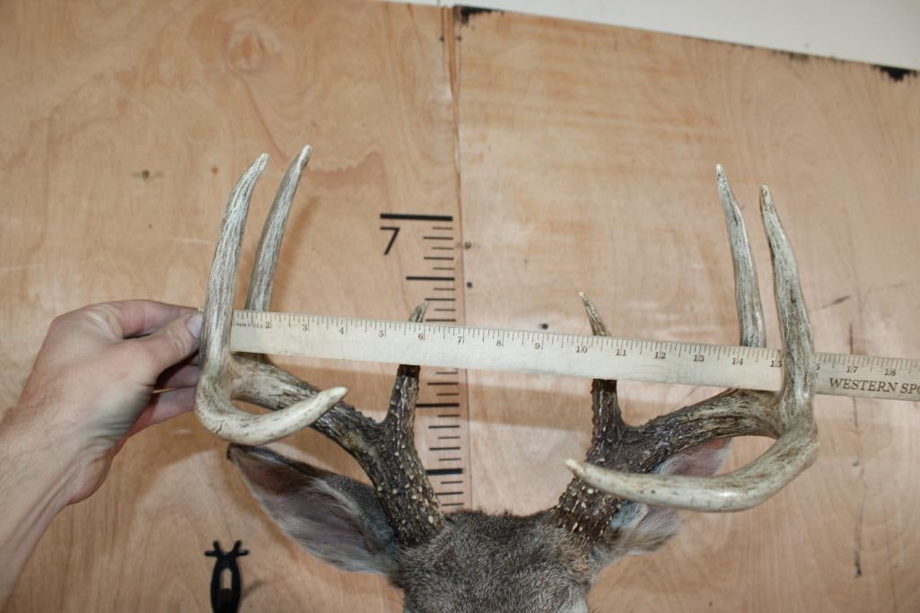 Big 8-Point COUES DEER Shoulder Mount - 9