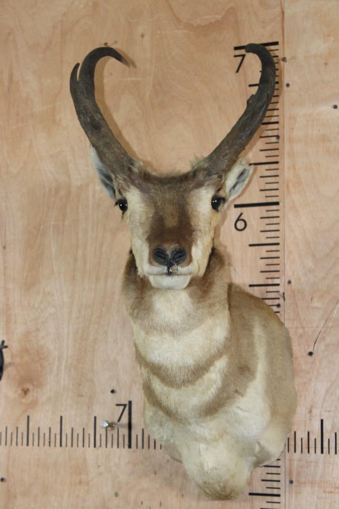 PRONGHORN Shoulder Mount: PRONGHORN Shoulder Mount. This is an older mount missing the tip of the left ear. TAXIDERMY 
