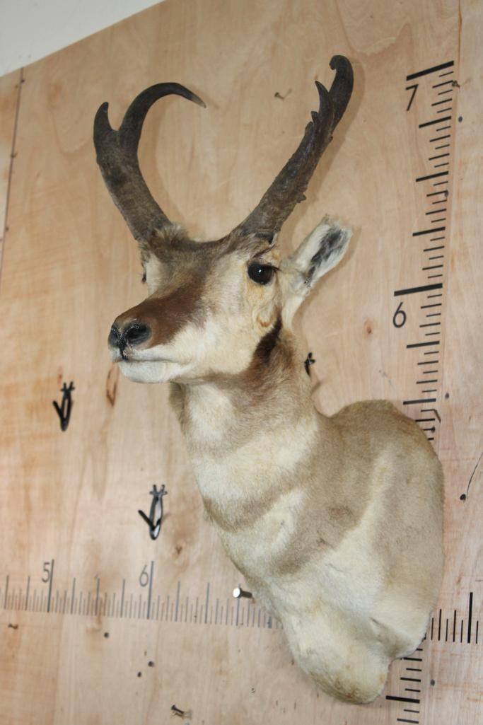 PRONGHORN Shoulder Mount - 2