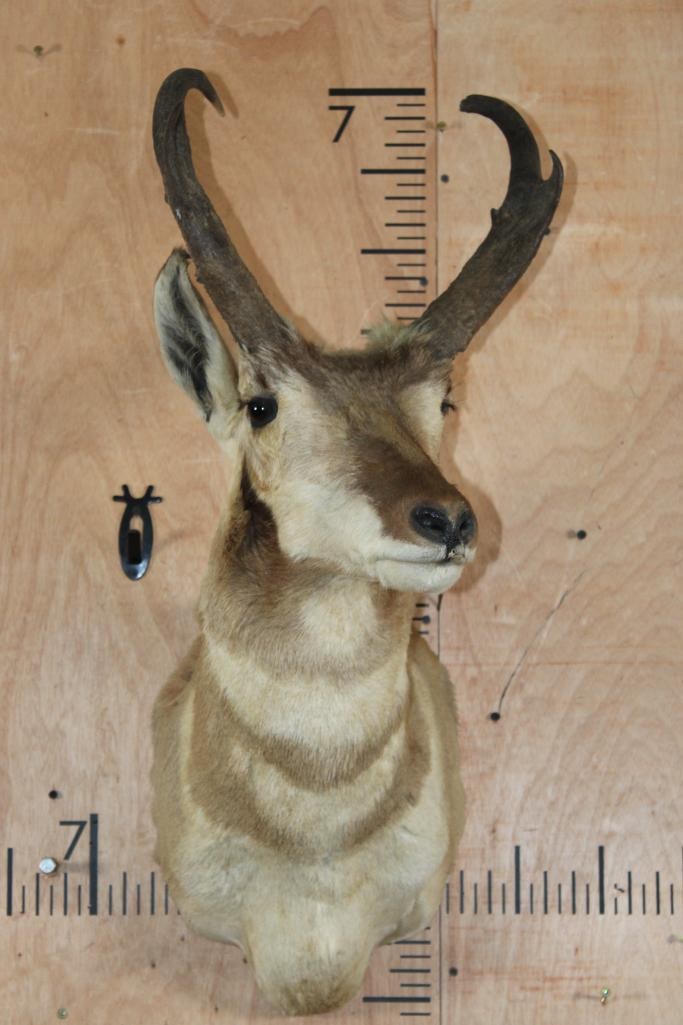 PRONGHORN Shoulder Mount - 3