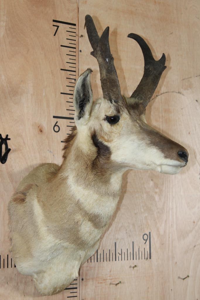 PRONGHORN Shoulder Mount - 4