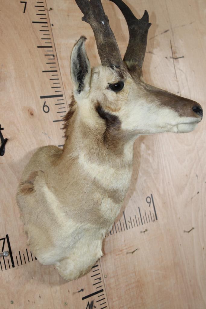 PRONGHORN Shoulder Mount - 5