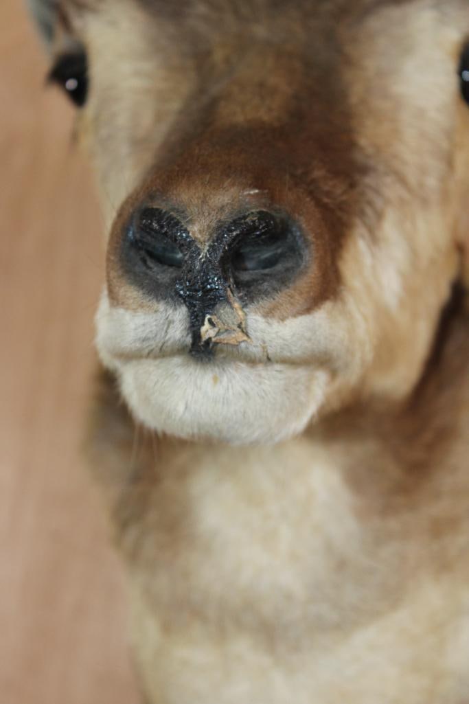 PRONGHORN Shoulder Mount - 6