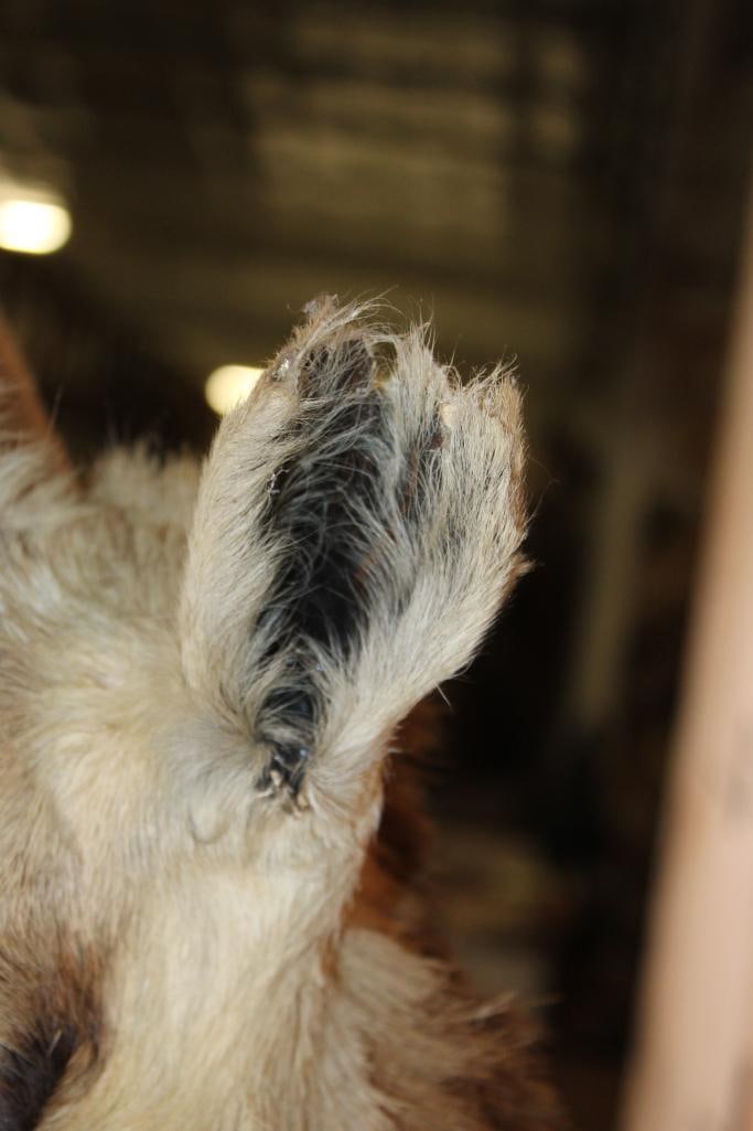 PRONGHORN Shoulder Mount - 7