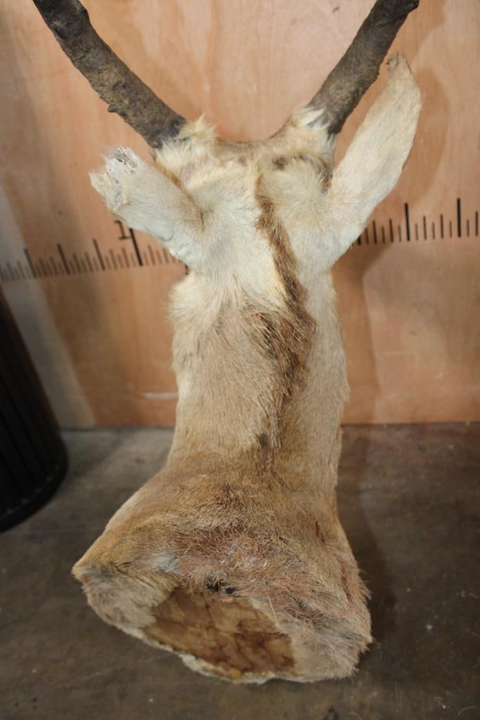 PRONGHORN Shoulder Mount - 8