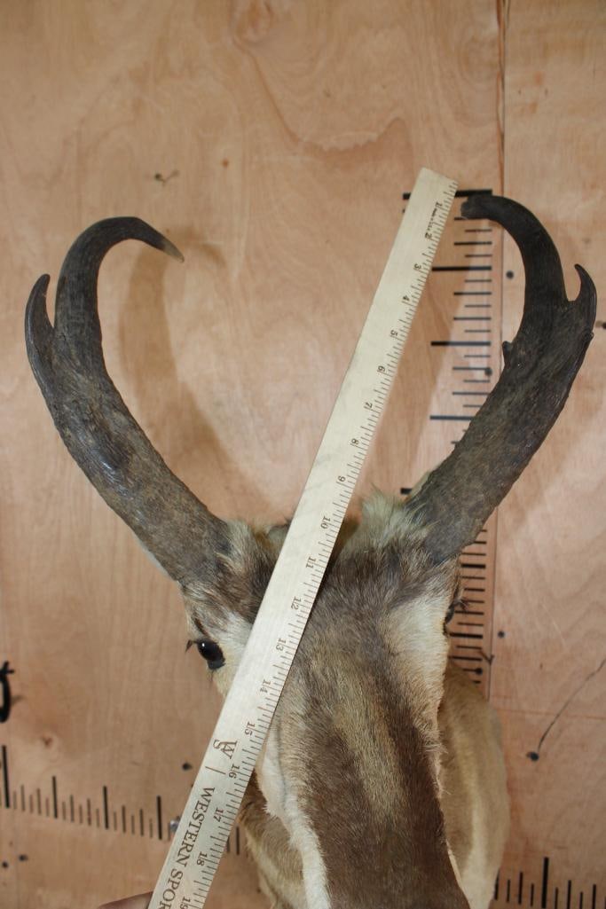 PRONGHORN Shoulder Mount - 9