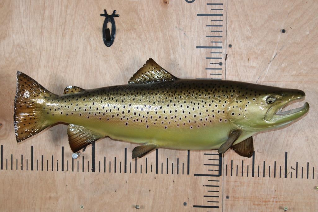 Reproduction BROWN TROUT Fish Mount: Reproduction BROWN TROUT Fish Mount. It measures 26" Long. It was made by New Wave Taxidermy in Stuart, Florida 2006. This is a Very Nice Fish in Very Good Condition. TAXIDERMY 