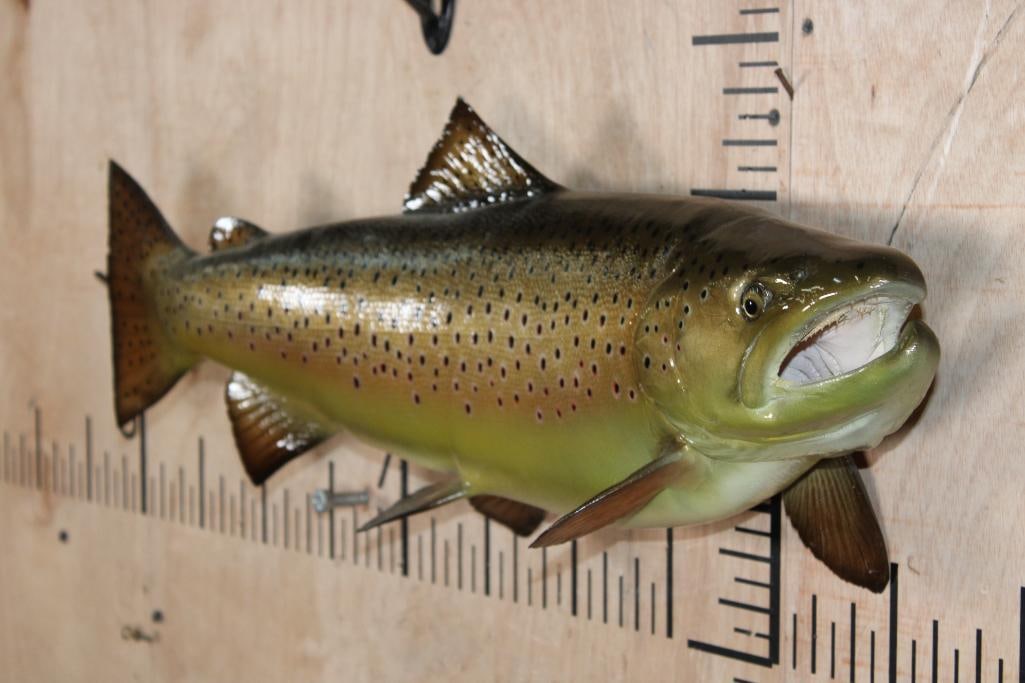 Reproduction BROWN TROUT Fish Mount - 2