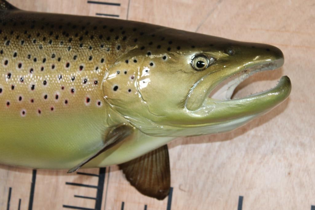 Reproduction BROWN TROUT Fish Mount - 3