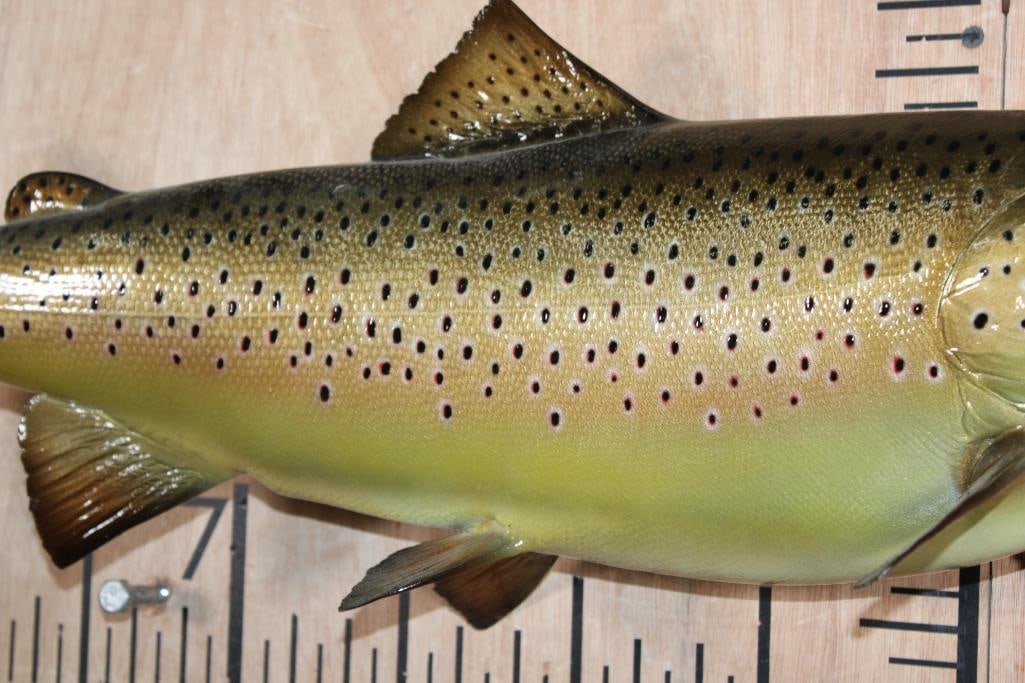 Reproduction BROWN TROUT Fish Mount - 4