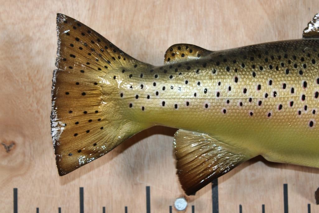 Reproduction BROWN TROUT Fish Mount - 5